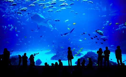 People looking in giant fish tank at aquarium